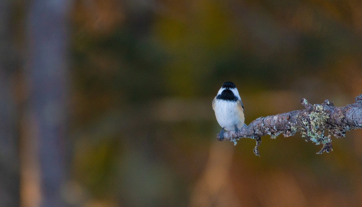 Black-capped Chickadee - ML647439733