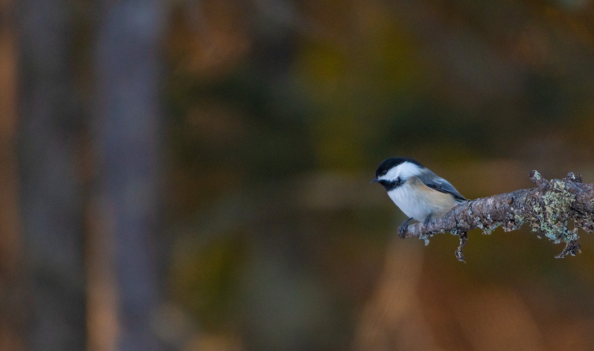Black-capped Chickadee - ML647439734