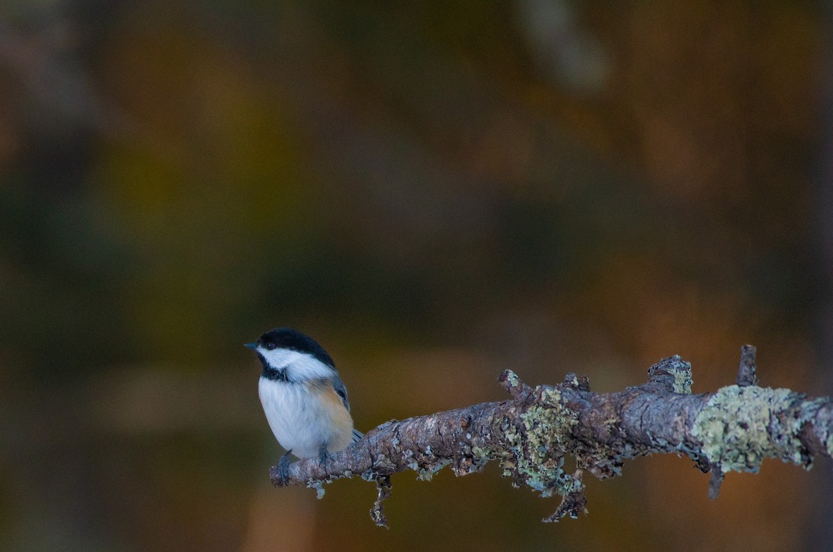 Black-capped Chickadee - ML647439735