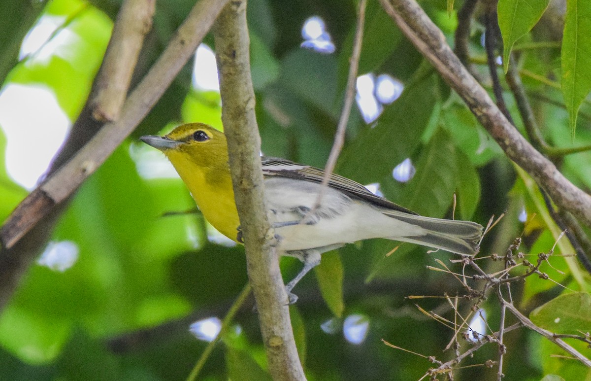 Yellow-throated Vireo - ML647439746