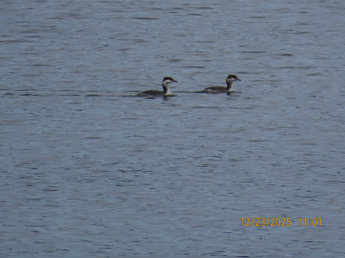 Horned Grebe - ML647439748