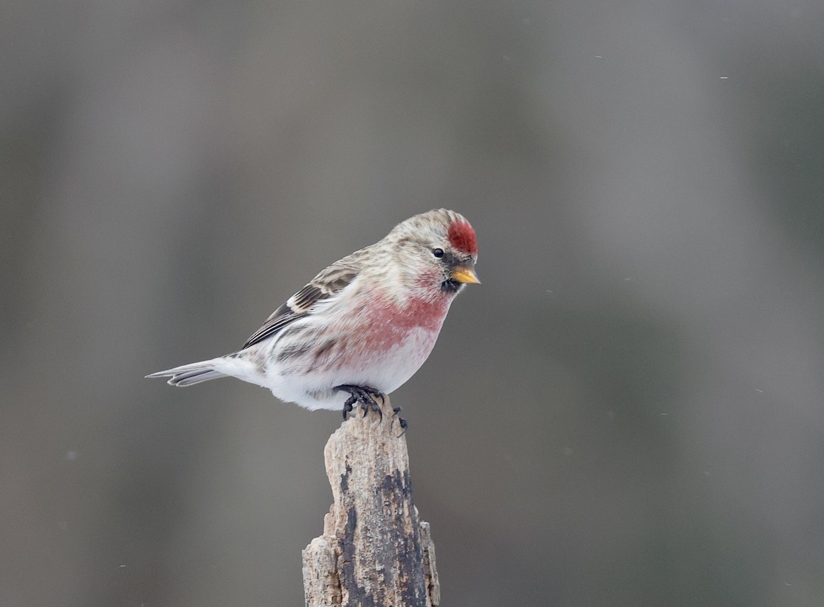 Redpoll (Common) - ML647439750