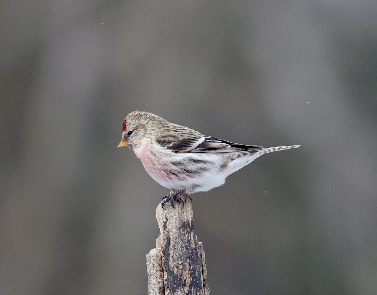 Redpoll (Common) - ML647439751