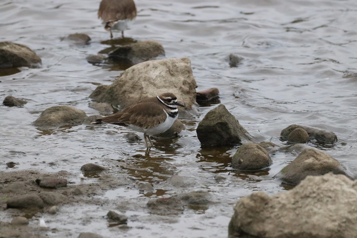 Крикливый зуёк - ML647439763