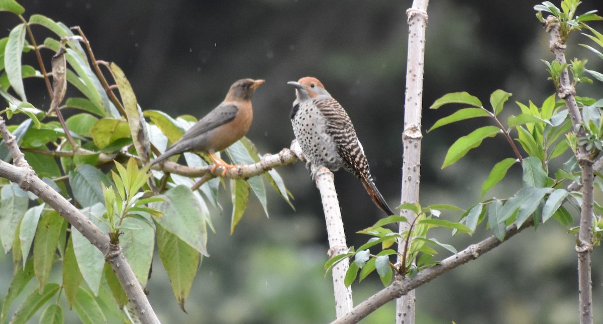 Guatemalan Flicker - ML647439768