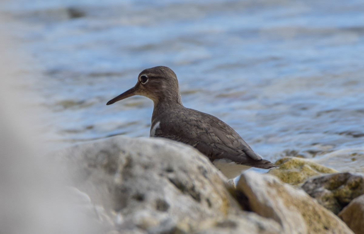 Benekli Düdükçün - ML647439769