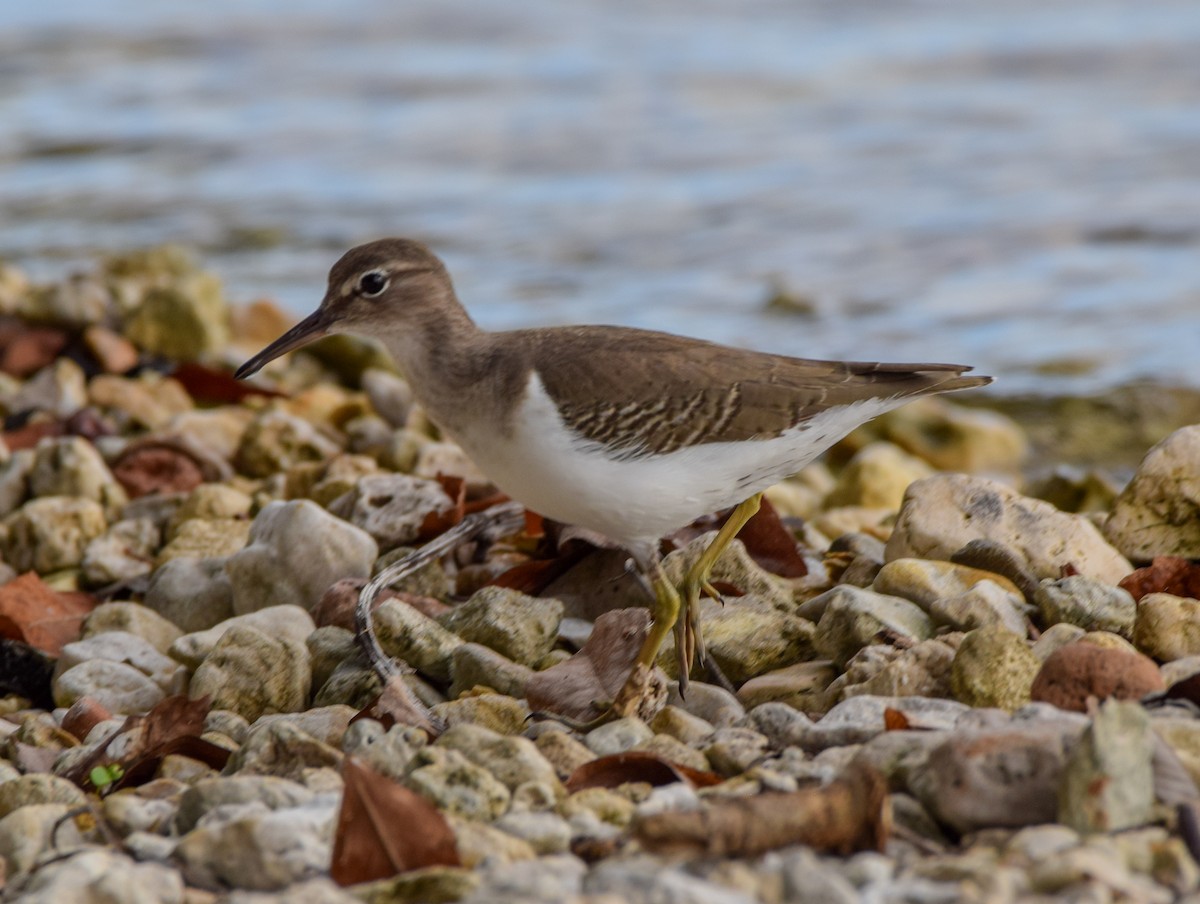 Benekli Düdükçün - ML647439770