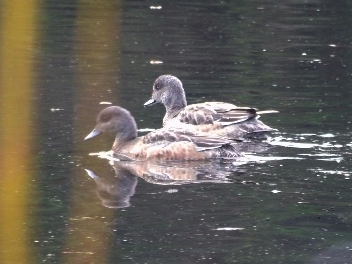 Kanadapfeifente - ML647439773