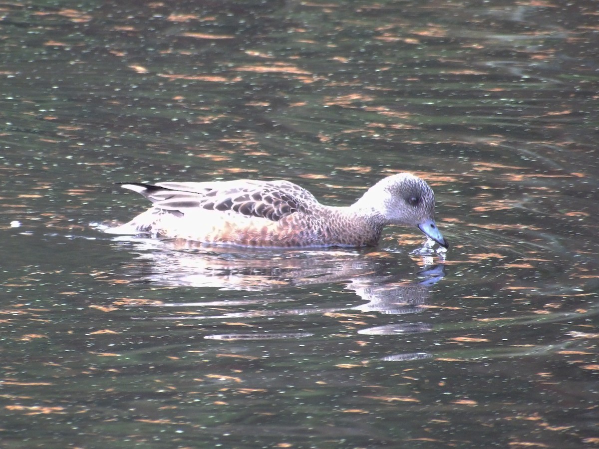 Kanadapfeifente - ML647439779