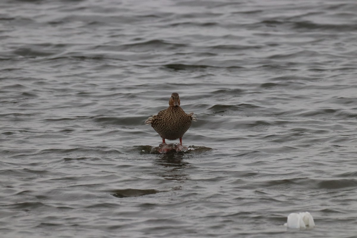 Кряква - ML647439786