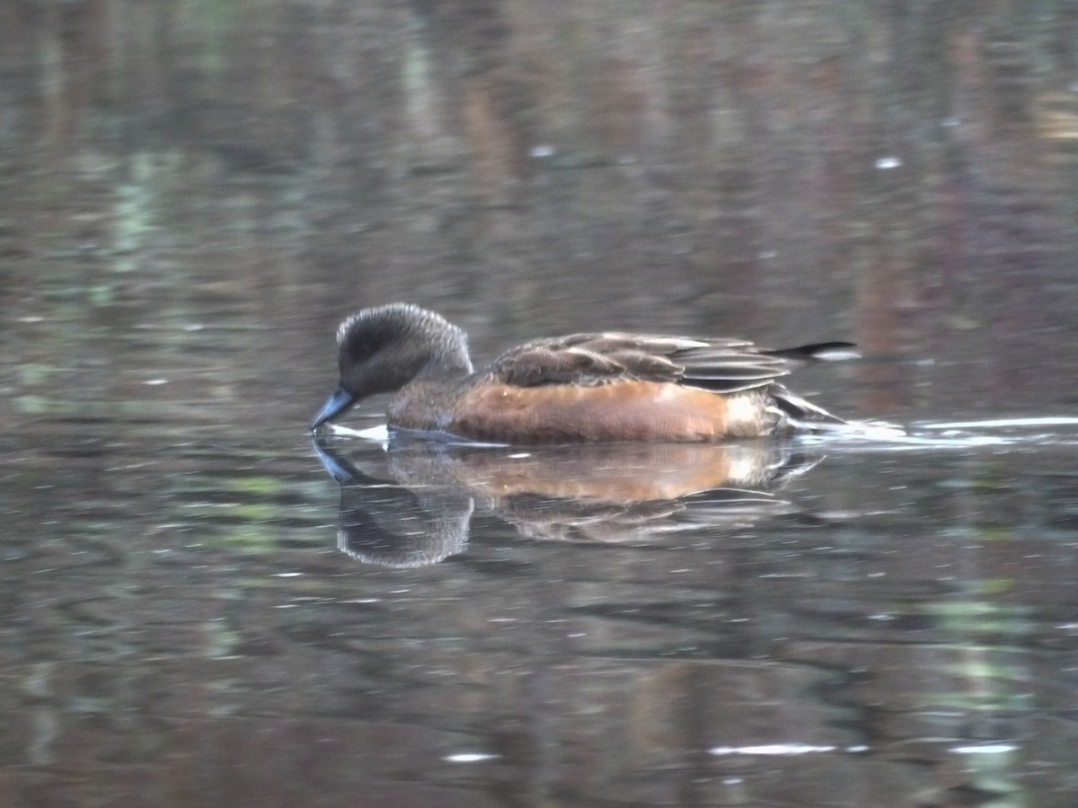 Kanadapfeifente - ML647439792