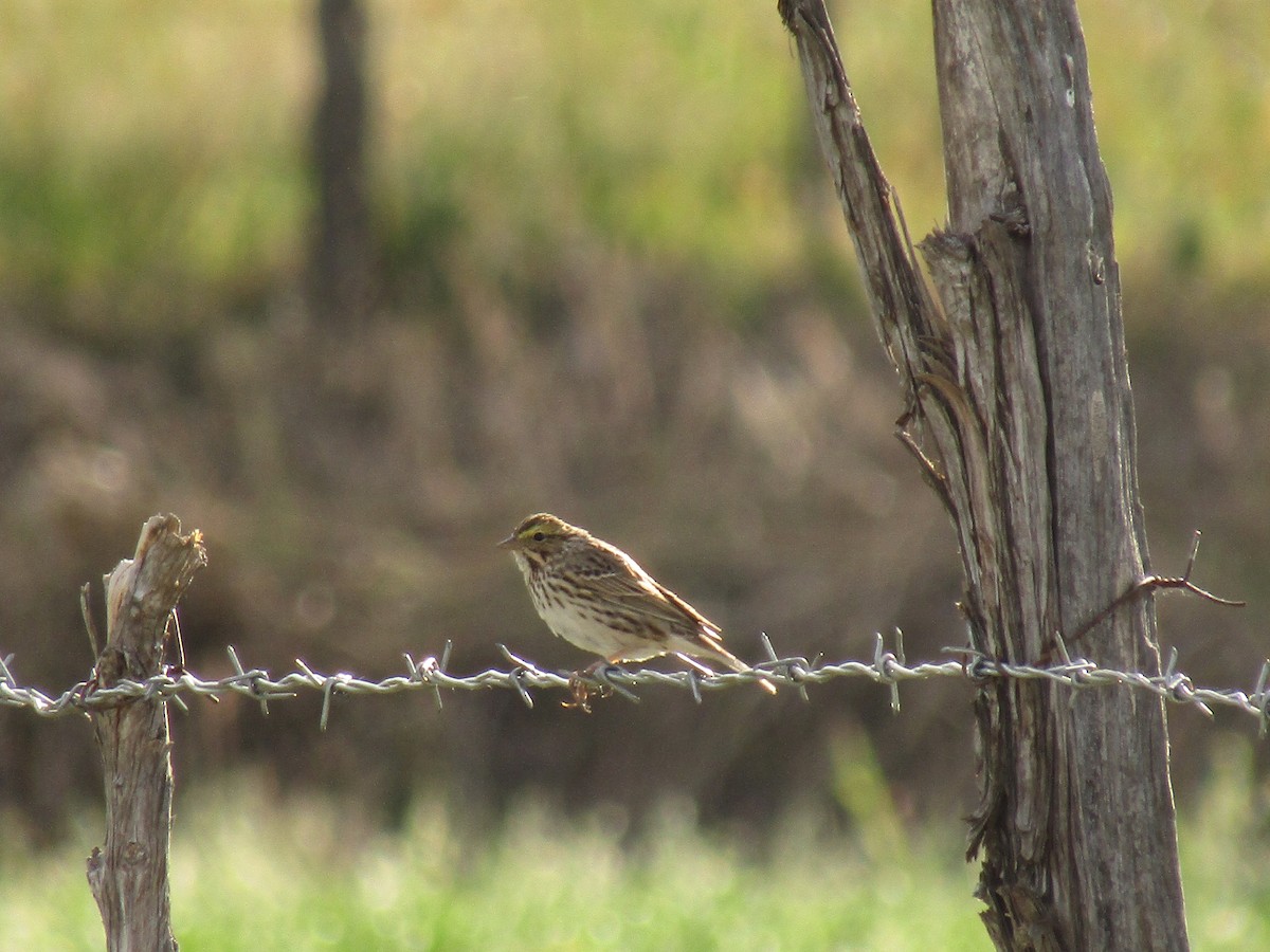Savannah Sparrow - ML647439799