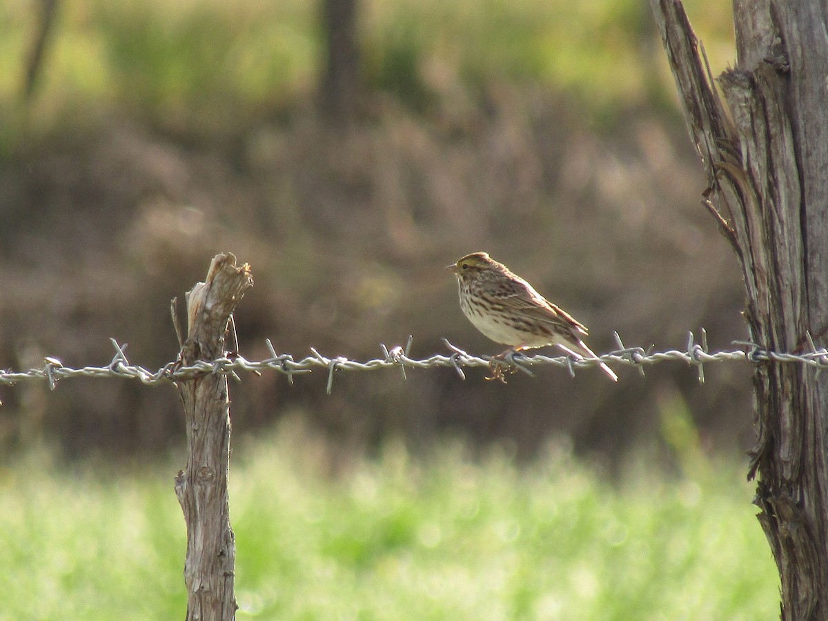 Savannah Sparrow - ML647439800