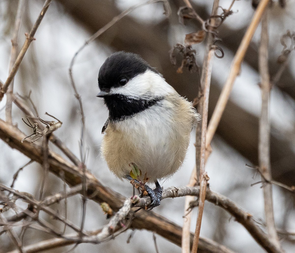 Black-capped Chickadee - ML647439804