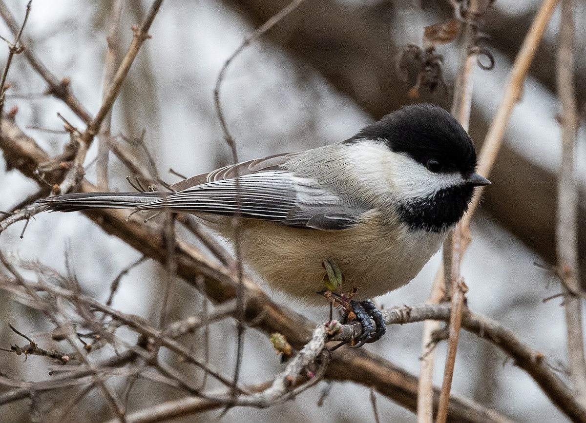 Black-capped Chickadee - ML647439805