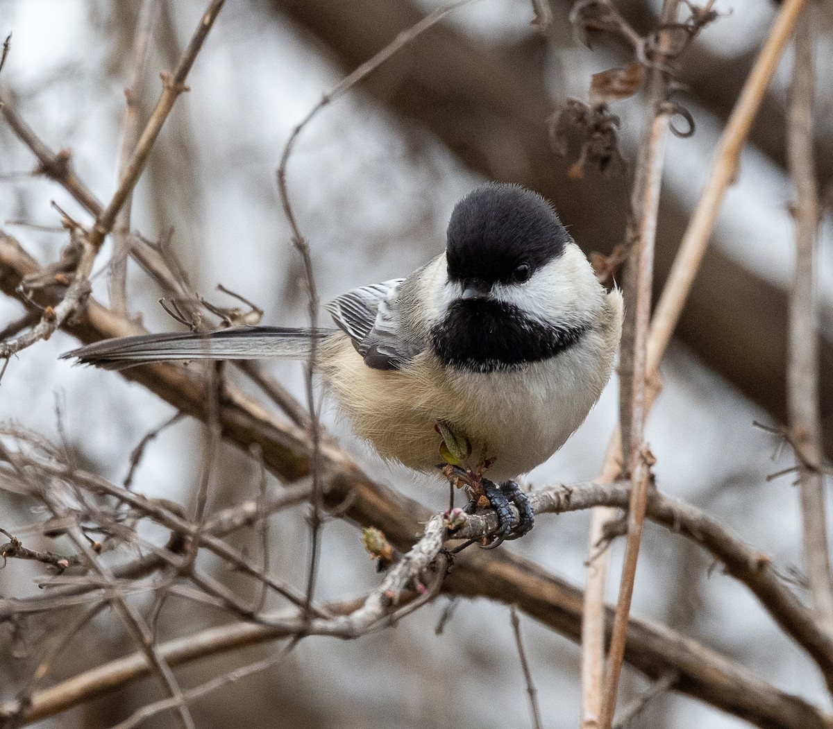 Black-capped Chickadee - ML647439806