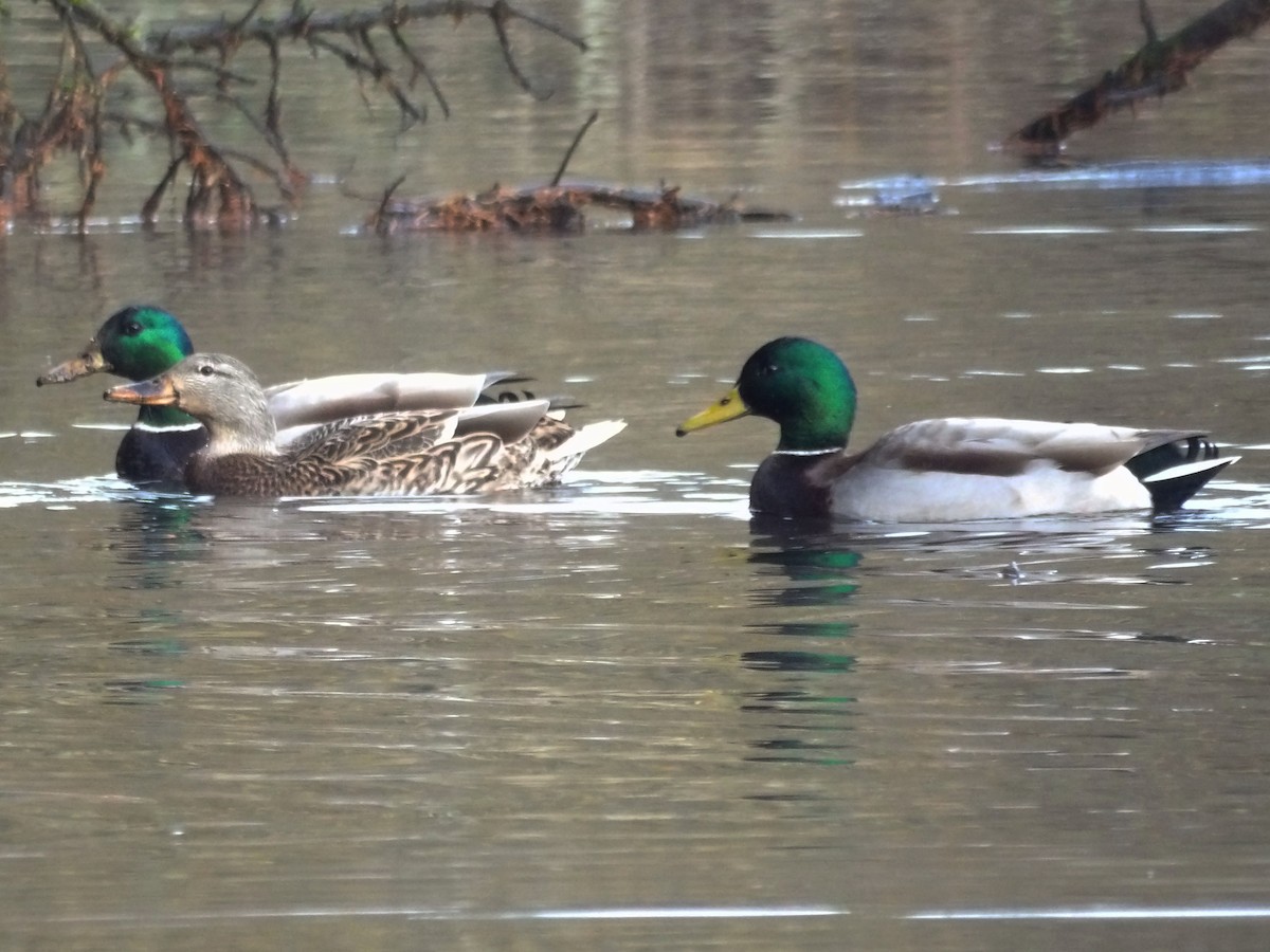 Stockente - ML647439817