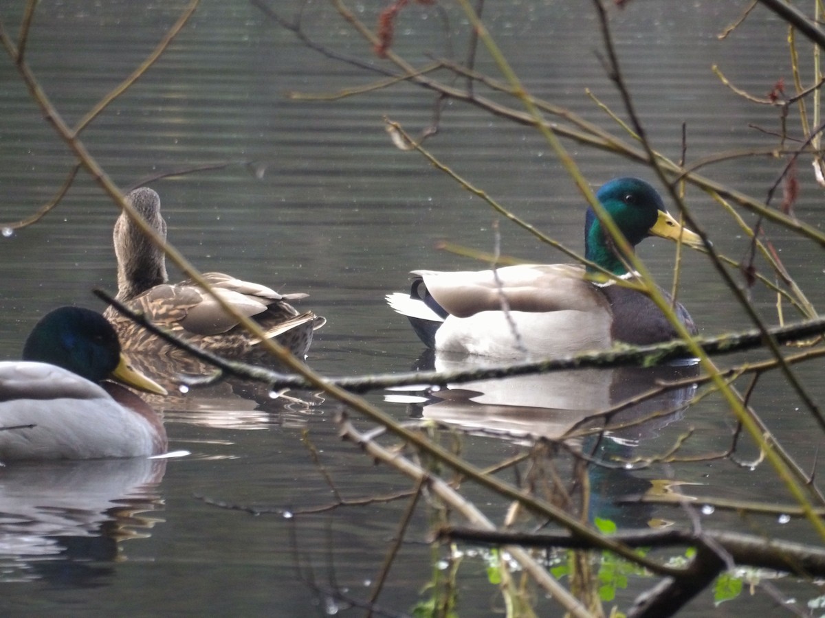 Stockente - ML647439823