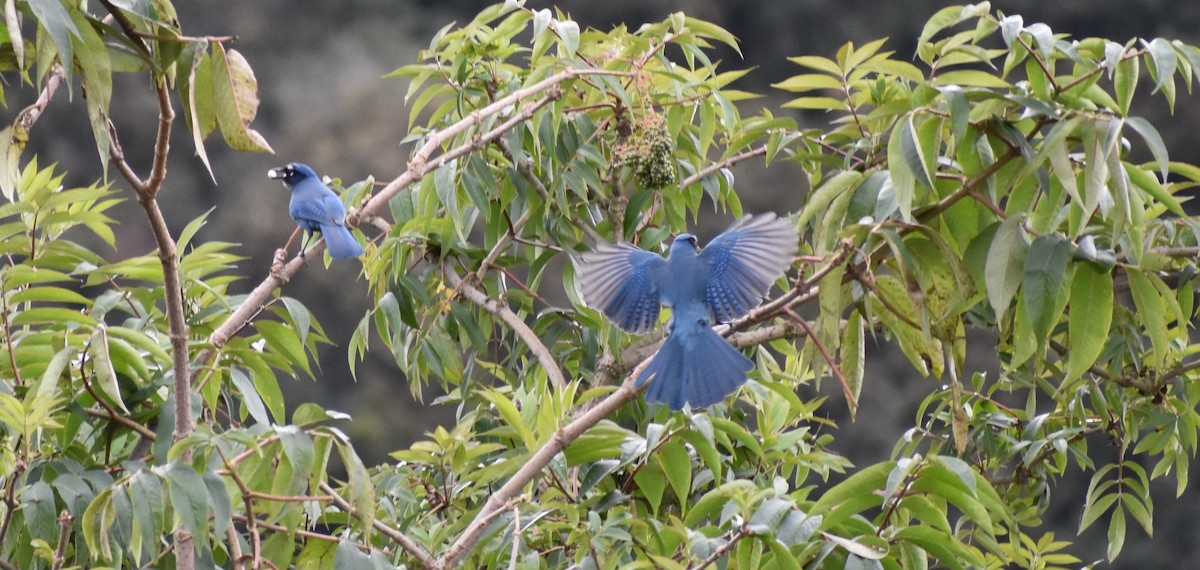 Steller Kargası - ML647439830