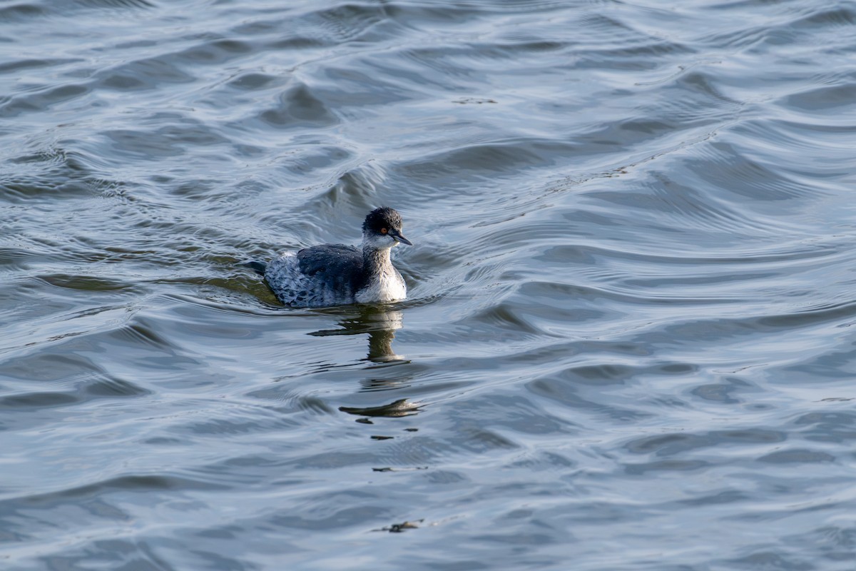 potápka černokrká - ML647439864