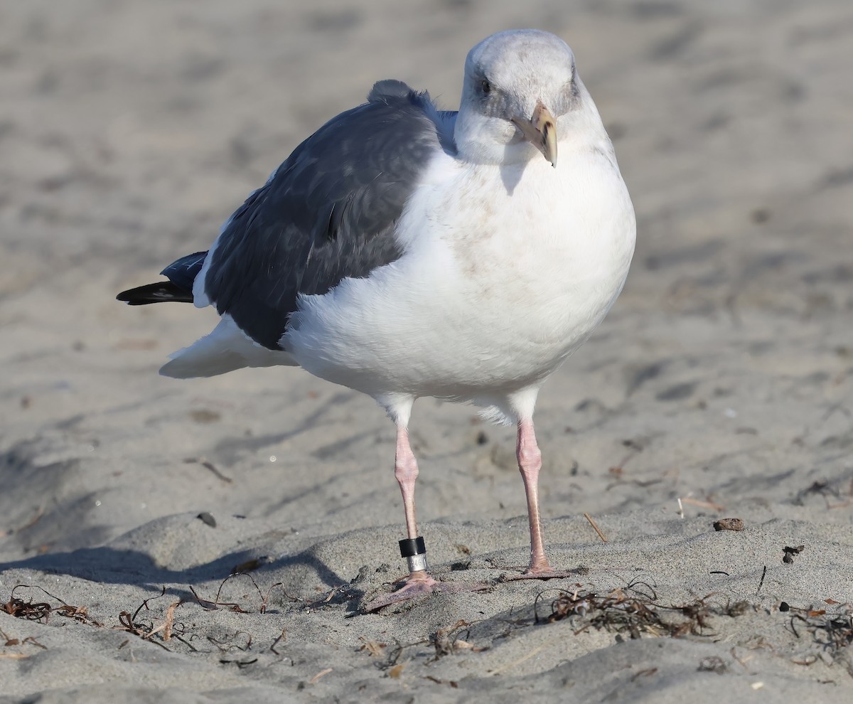 Western Gull - ML647439871