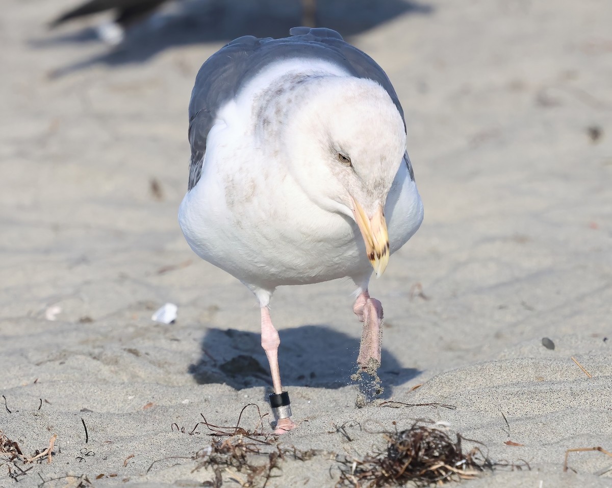 Western Gull - ML647439872
