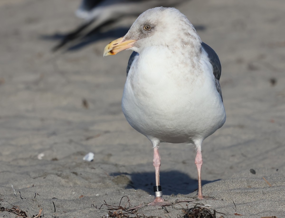 Western Gull - ML647439873
