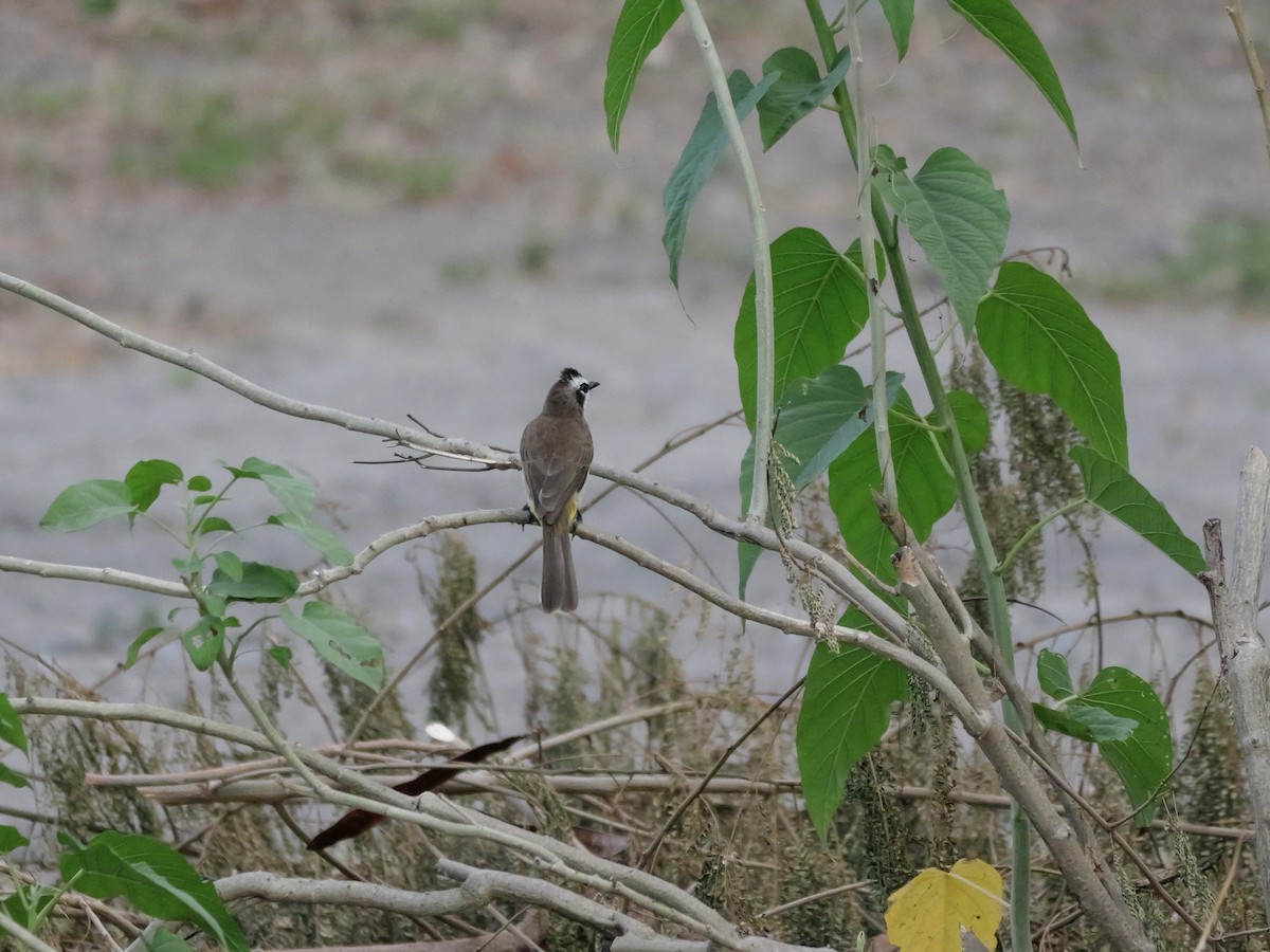 Yellow-vented Bulbul - ML647439876