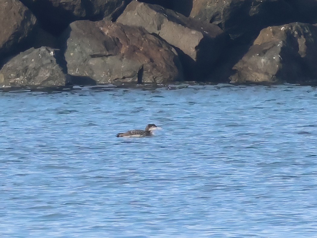 Common Loon - ML647439877