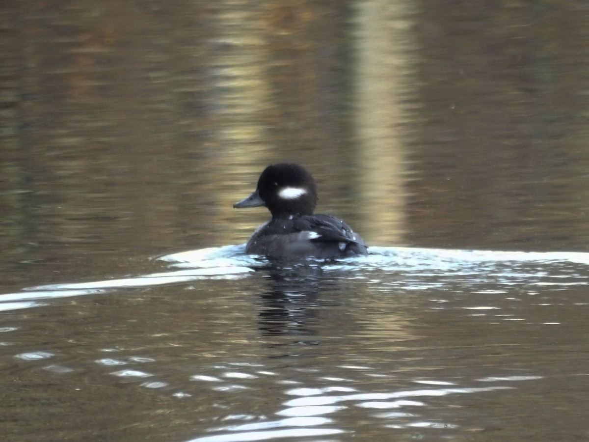 Büffelkopfente - ML647439889