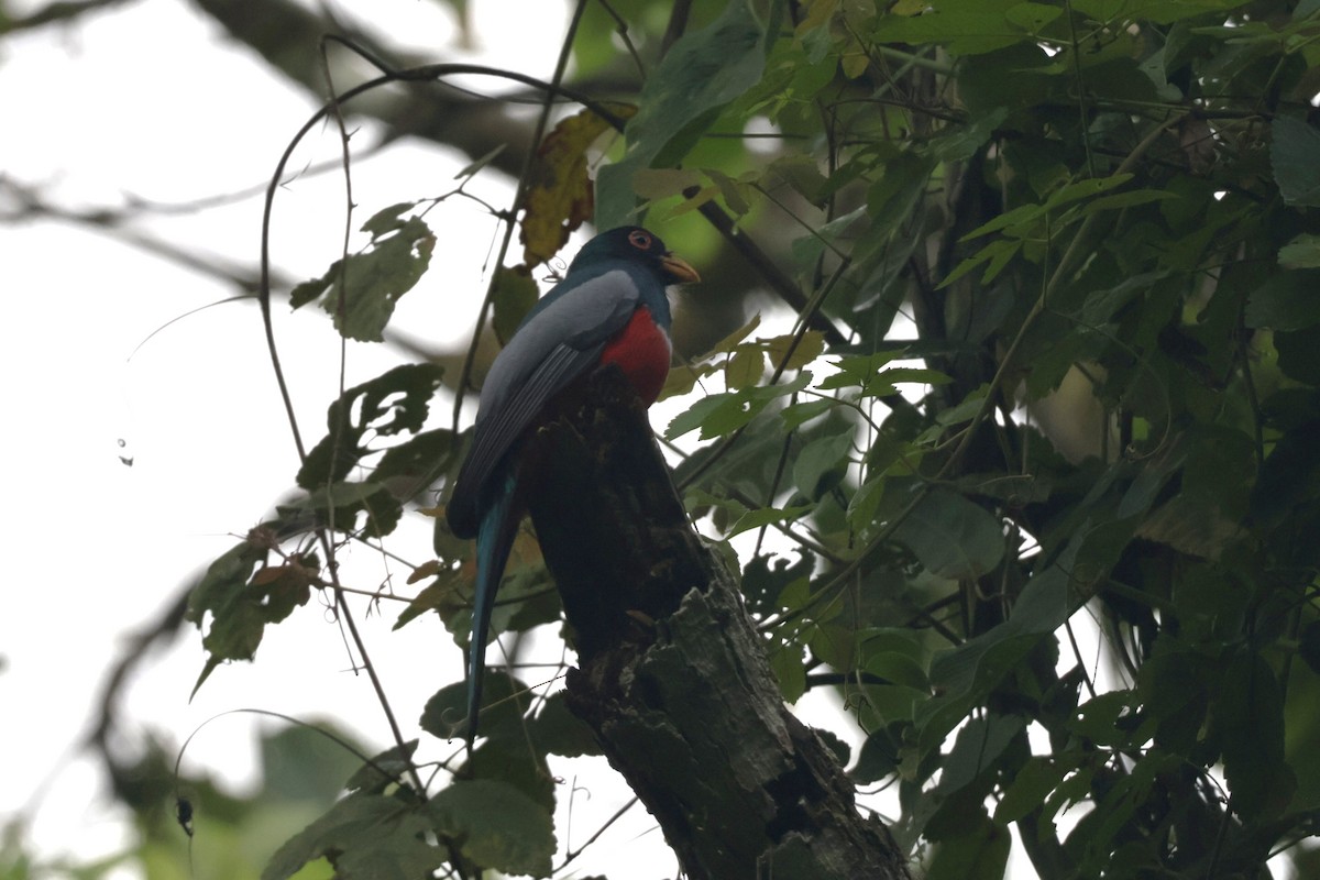 Kara Kuyruklu Trogon (macroura) - ML647439893