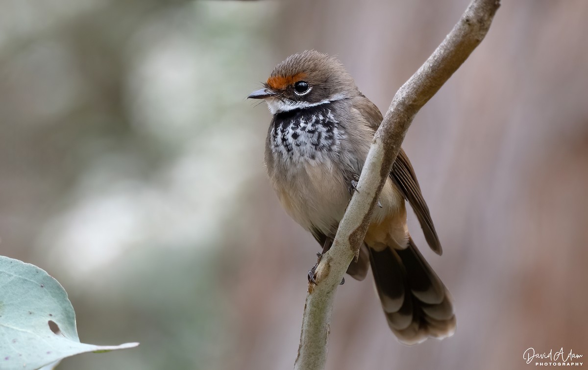 Avustralya Kızıl Katmerkuyruğu - ML647439895