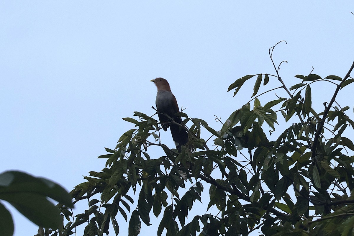 Sincap Guguğu (thermophila) - ML647439909