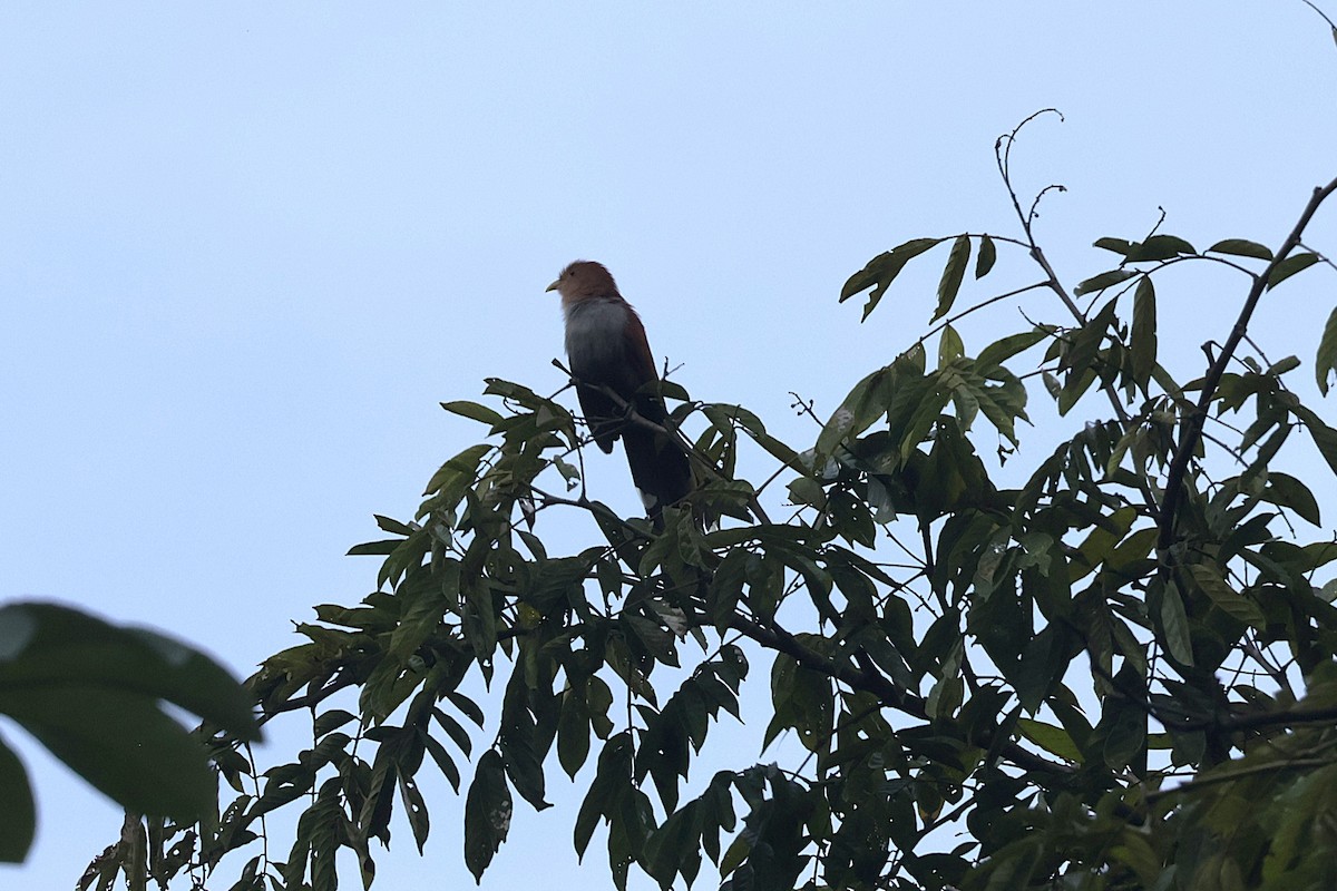 Sincap Guguğu (thermophila) - ML647439910