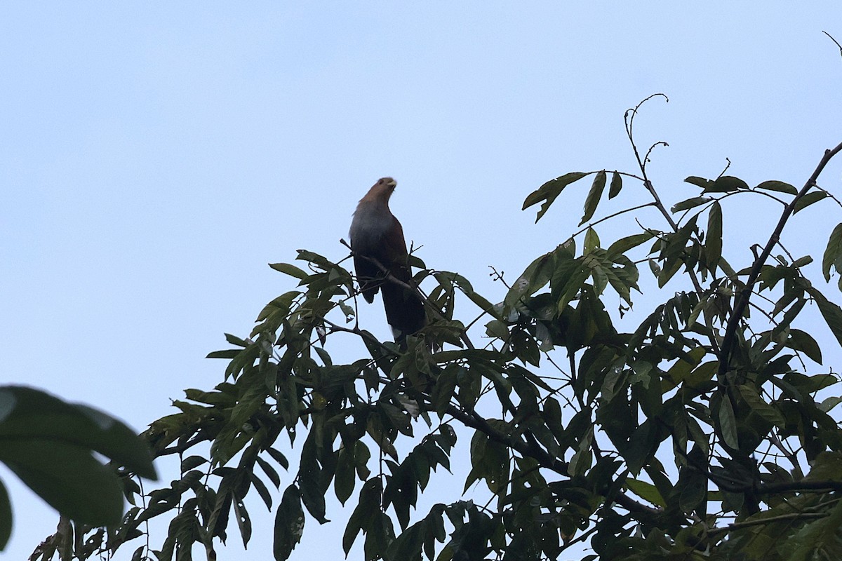 Sincap Guguğu (thermophila) - ML647439911