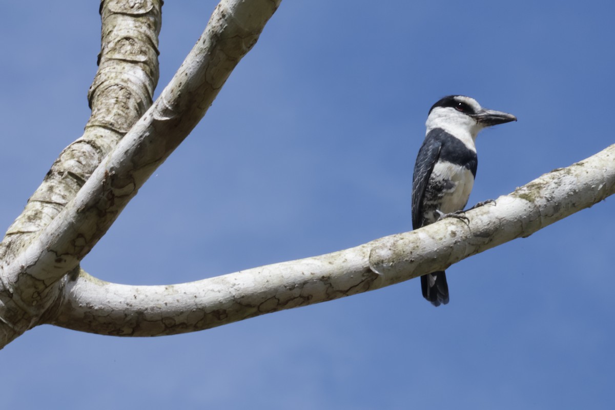 Beyaz Alınlı Pufkuşu - ML647439925