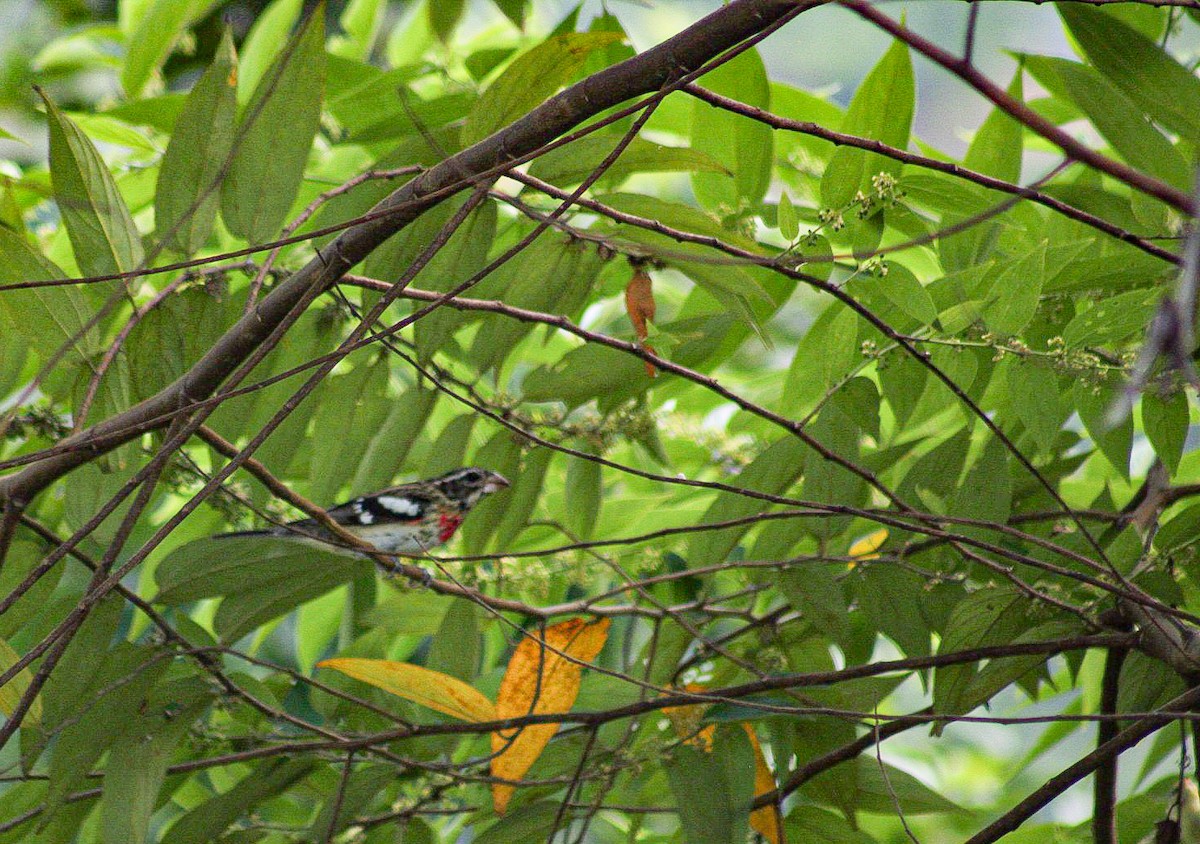 ムネアカイカル - ML647439926