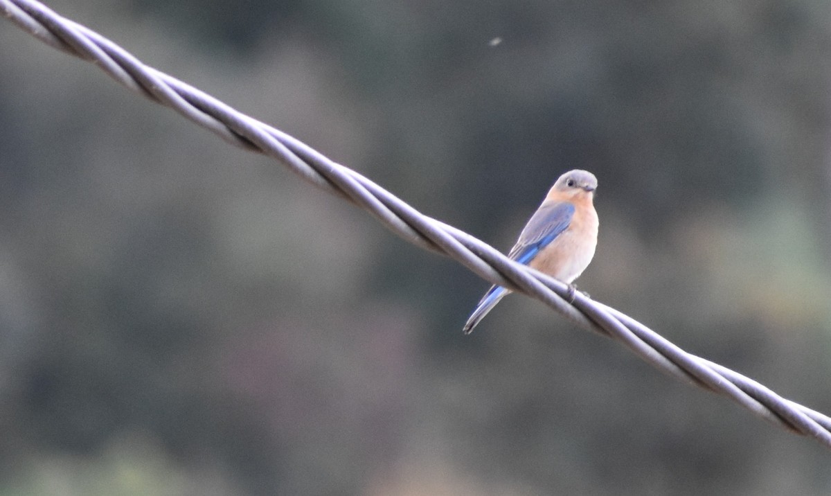 Eastern Bluebird - ML647439927