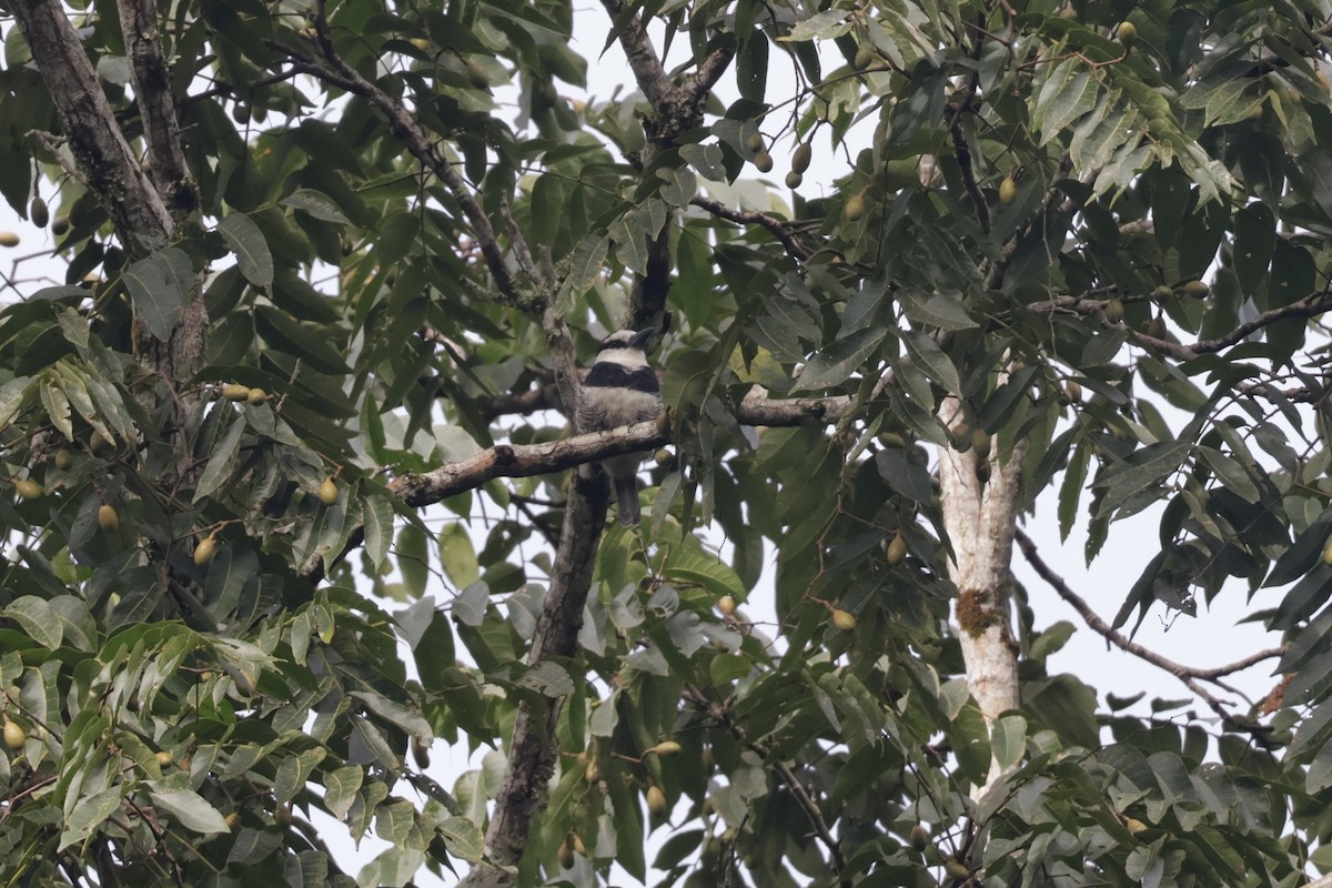 Beyaz Alınlı Pufkuşu - ML647439929