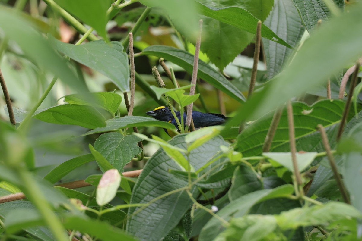 Turuncu Etekli Öfonya - ML647439939