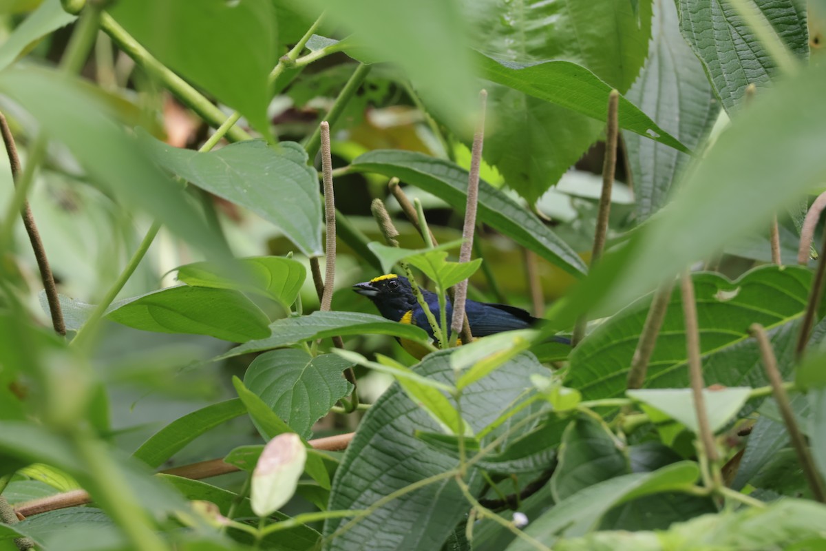 Turuncu Etekli Öfonya - ML647439940