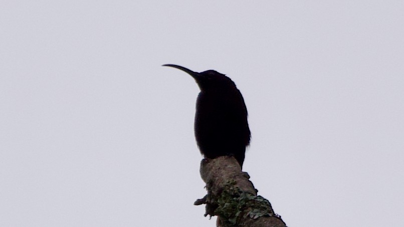 Нектарець аметистовий - ML647439947