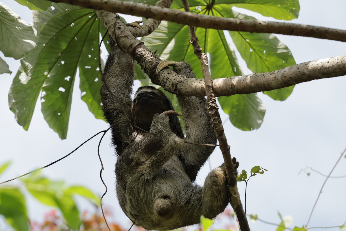 Brown-throated Three-toed Sloth - ML647439952