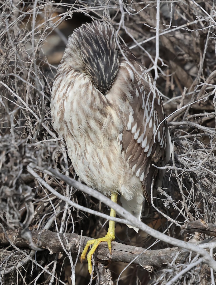 Amiltxori arrunta - ML647439971