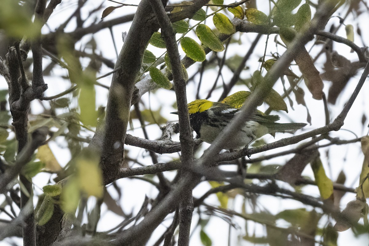 Black-throated Green Warbler - ML647439974