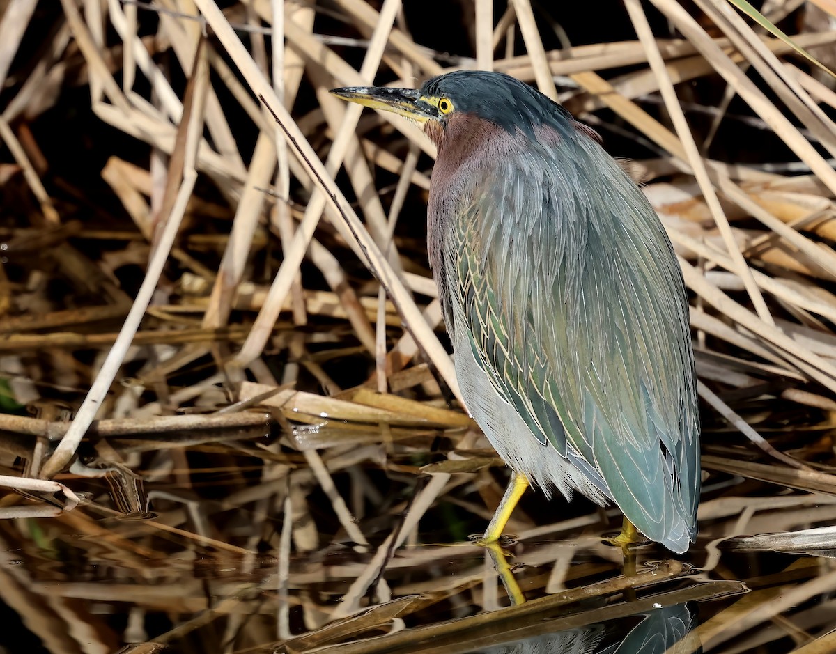 Koartzatxo berdea - ML647439976