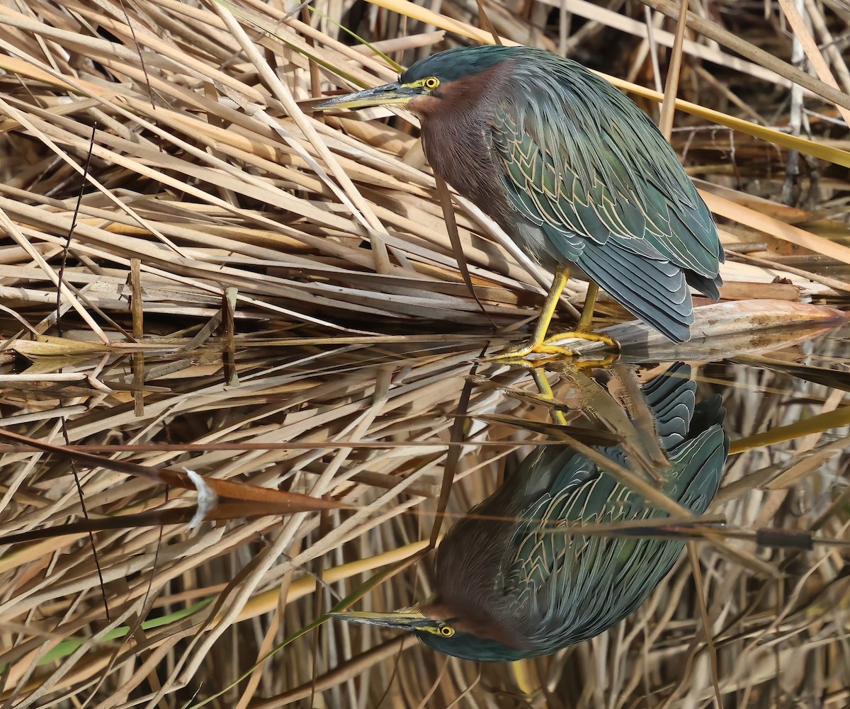 Koartzatxo berdea - ML647439977