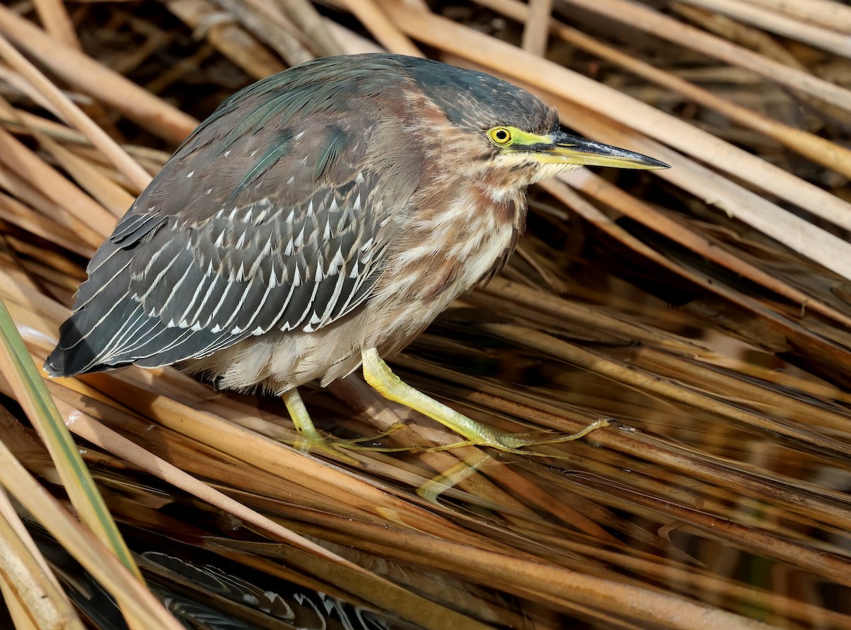 Koartzatxo berdea - ML647439978