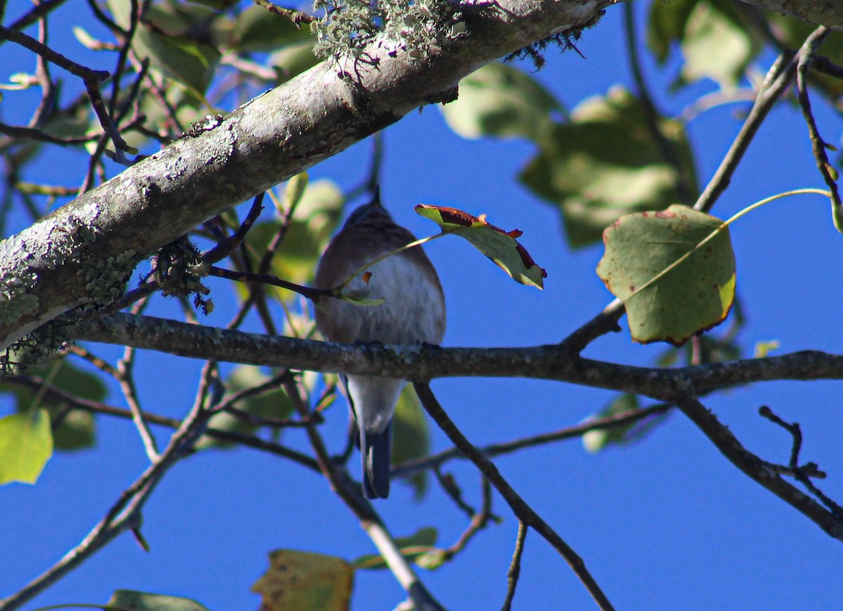 Eastern Bluebird - ML647439988