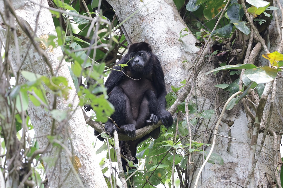 Mantled Howler Monkey - ML647439991